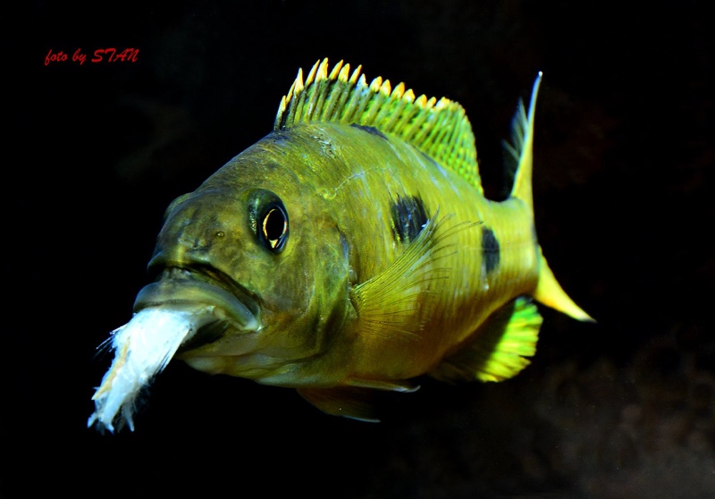 Exochochromis anagenys